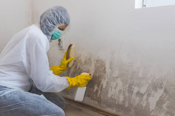 Best Emergency Mold Removal  in Webster City, IA