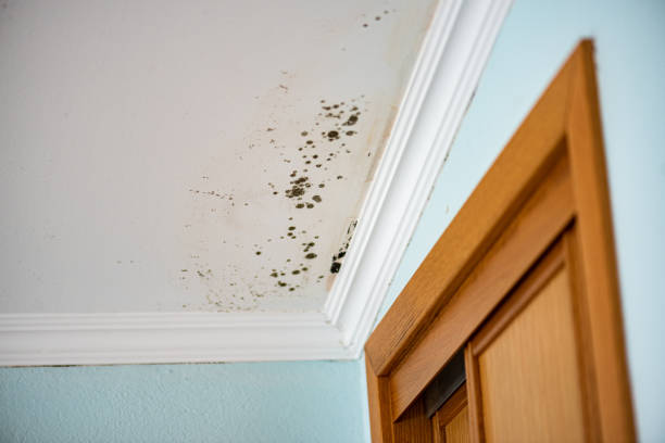 Best Water Damage Restoration  in Webster City, IA