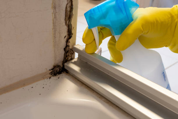 Professional Mold Removal in Webster City, IA