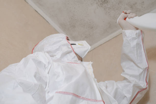 Best Fast Mold Removal  in Webster City, IA