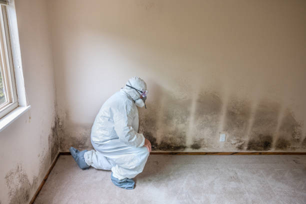 Best Professional Mold Removal  in Webster City, IA