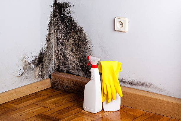 Best Toxic Mold Removal  in Webster City, IA