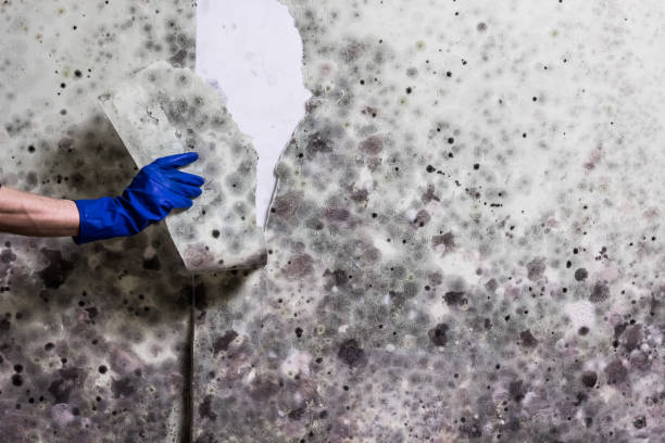 Best Home Mold Removal  in Webster City, IA
