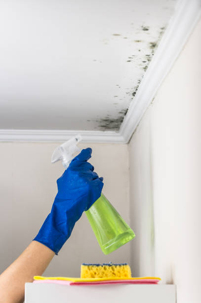 Best Mold Testing  in Webster City, IA