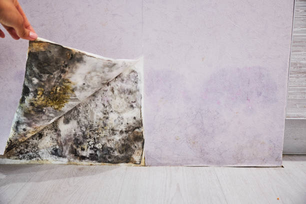 Mold Removal and Inspection in Webster City, IA